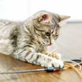 azodyl for cats tips to enrich your cats life azodyl my happy pets azodyl for cats tips to enrich your cats life azodyl my happy pets