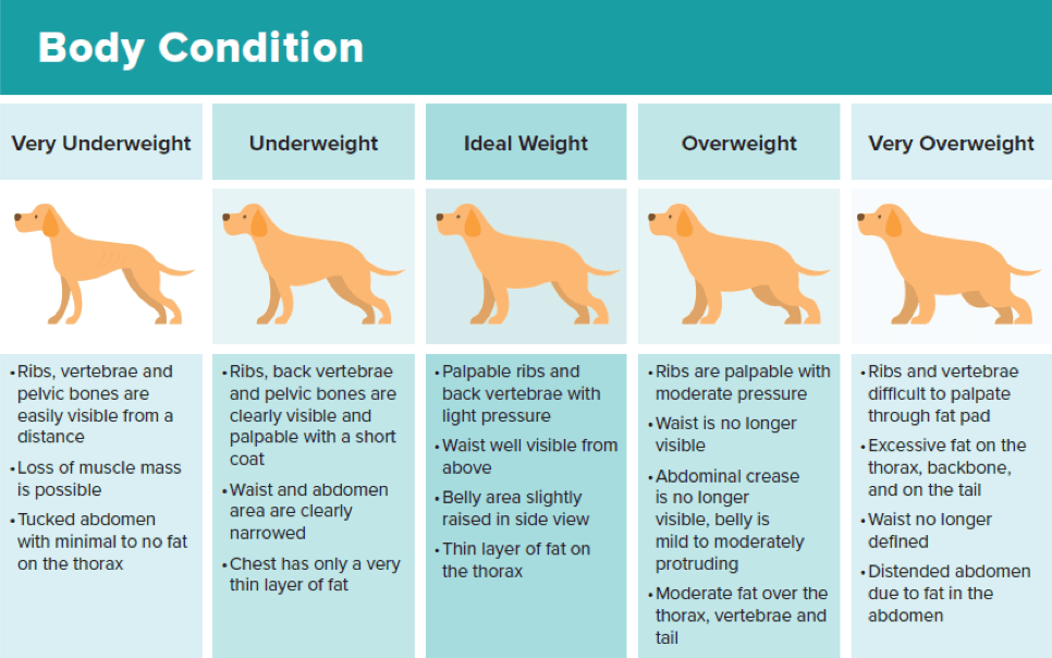 Animal body condition