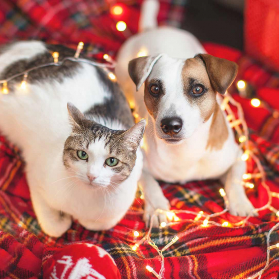 Holiday cat and dog