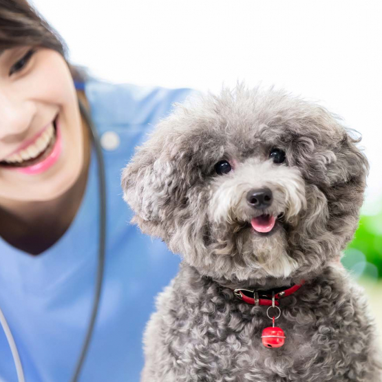 Happy veterinarian and poodle