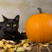 halloween pet safety header image black cat and pumpkin