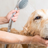 Dog getting a bath