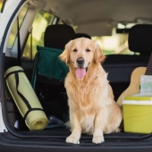 Summer vacation dog in packed car