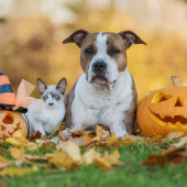 Cat and dog with jack-o-lanterns