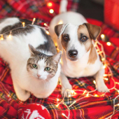 Holiday cat and dog