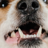 pet's teeth healthy close up image 