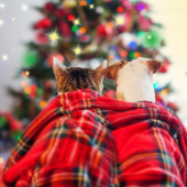 Cat and dog under holiday blanket