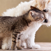Puppy socializing with kitten
