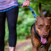 Woman walking dog