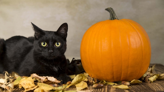 halloween pet safety header image black cat and pumpkin