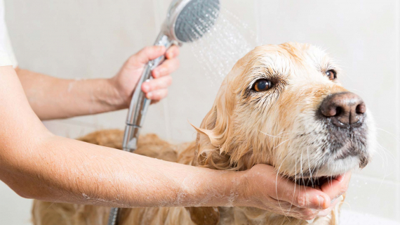 Dog getting a bath