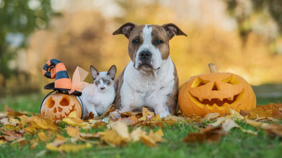 Cat and dog with jack-o-lanterns