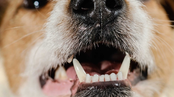 pet's teeth healthy close up image 