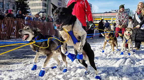 Iditarod Dog Sledding Competion