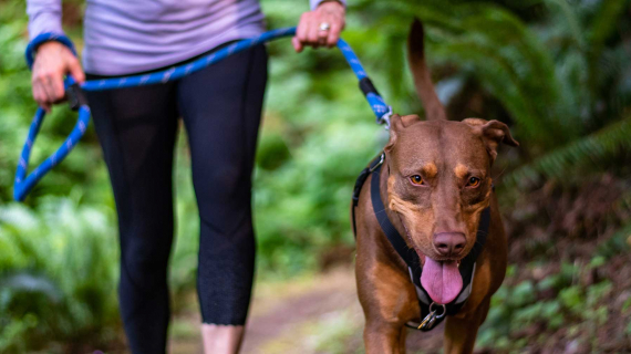 Woman walking dog